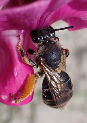 Eucera sp.